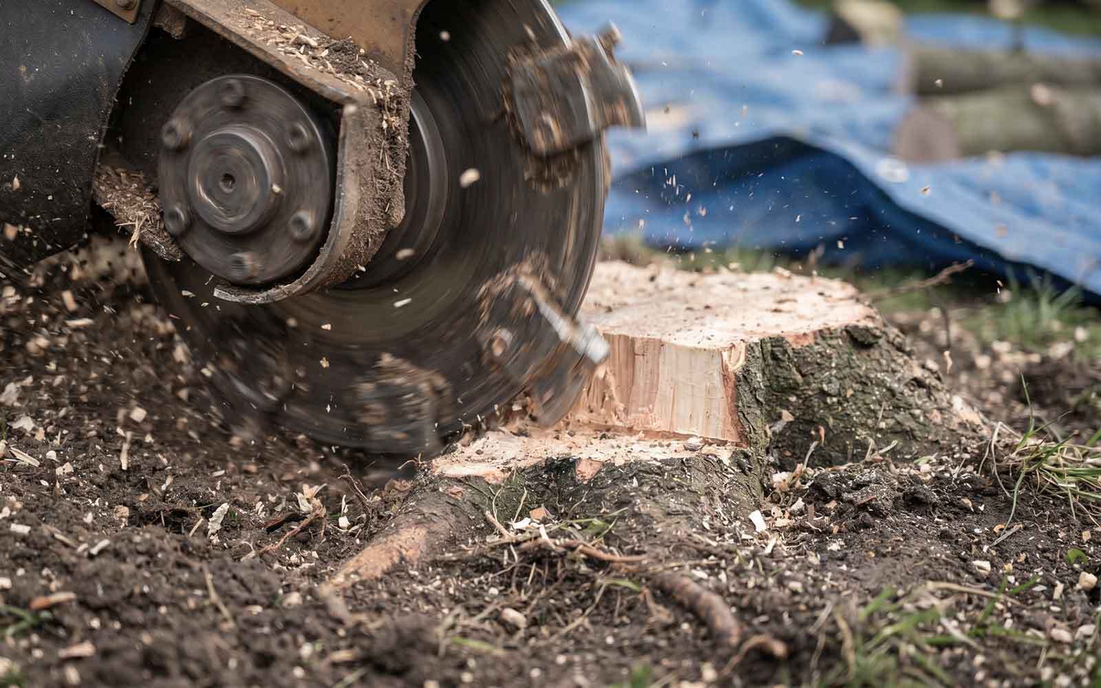 Four Oaks Tree Surgery Work