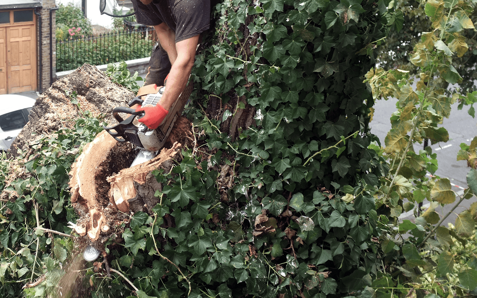 Four Oaks Tree Surgery Work