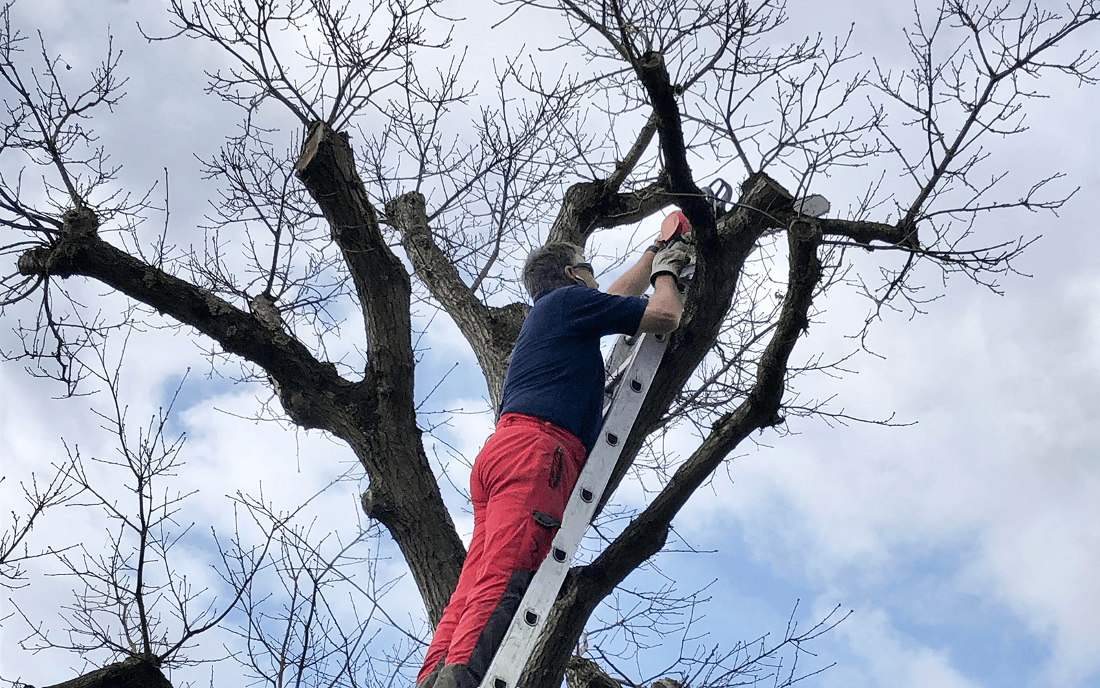Four Oaks Tree Surgery Work