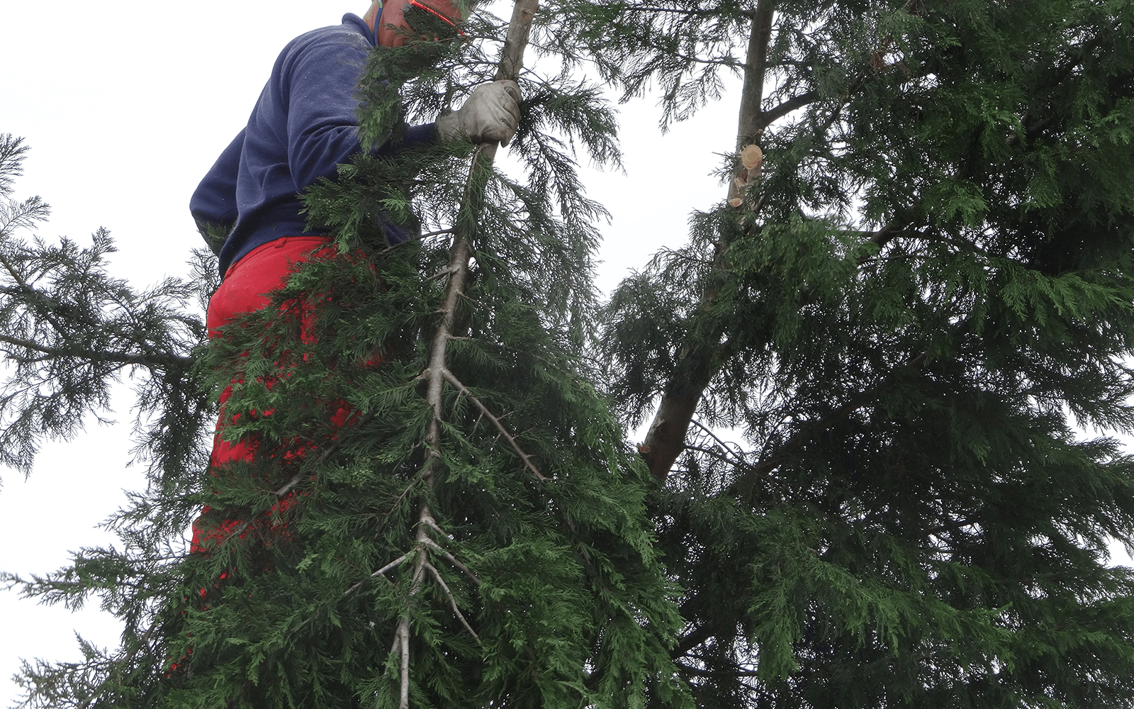Four Oaks Tree Surgery Work