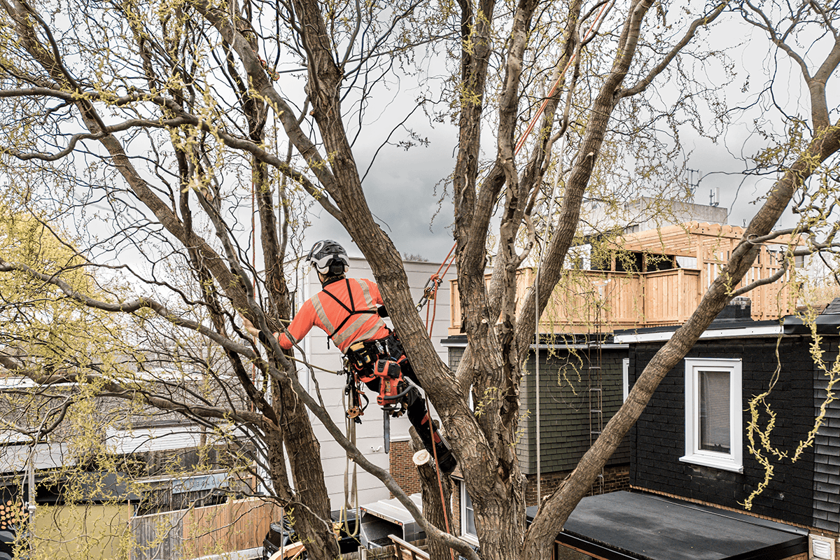 Welcome to Four Oaks Tree Surgery