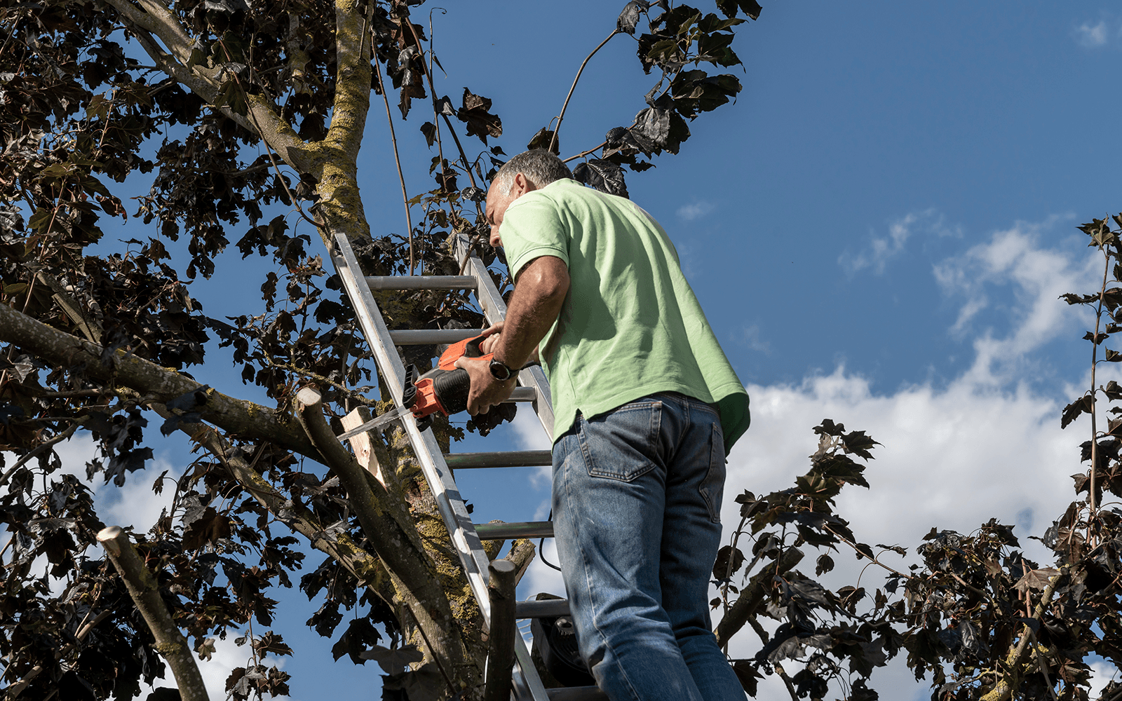 Four Oaks Tree Surgery Work
