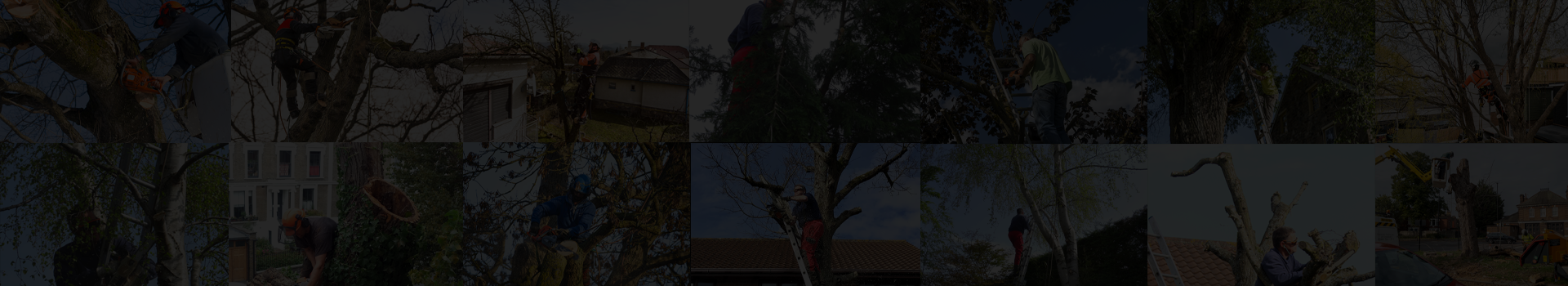 Four Oaks Tree Surgery